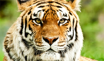 tigers in kerala